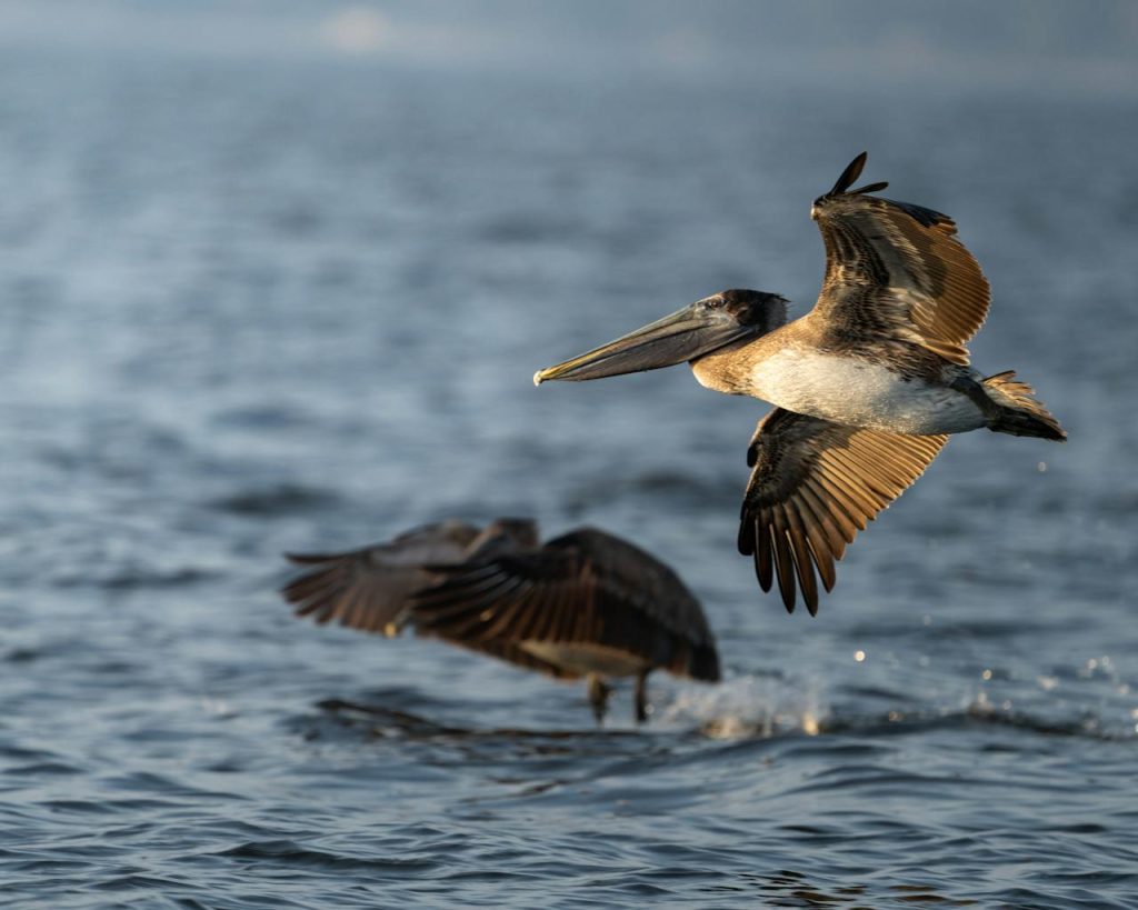 pelican roosting coastal reserve