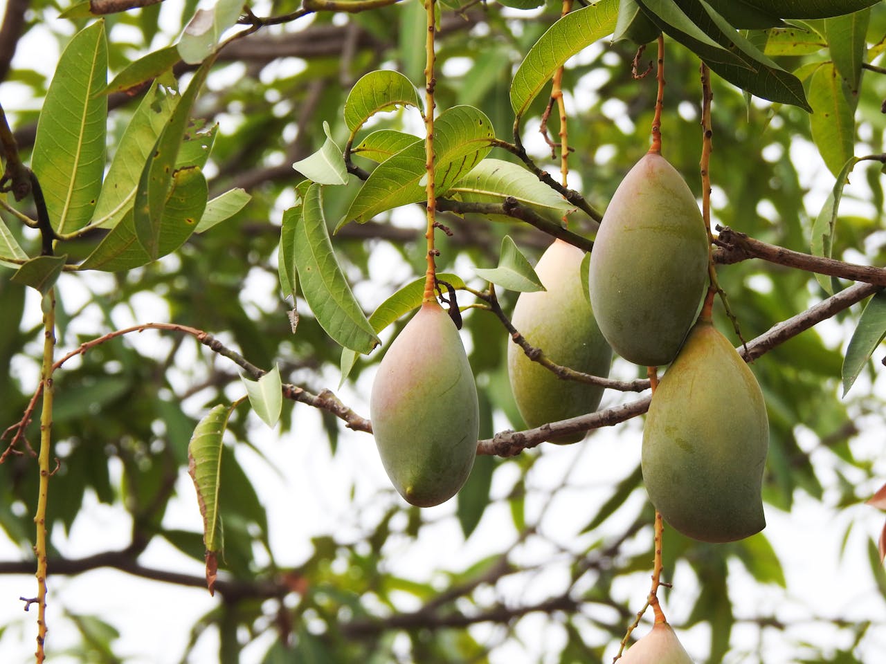 mango tree