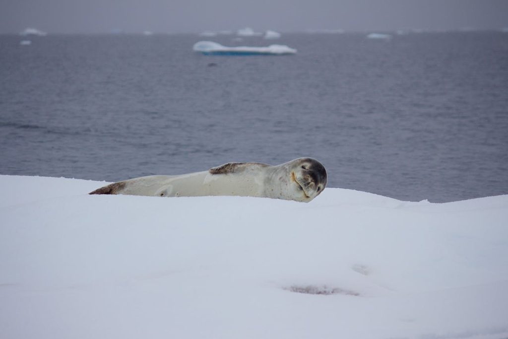Rough Seas of antarctic