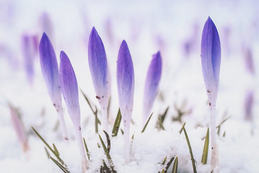 crocus emerging through snow