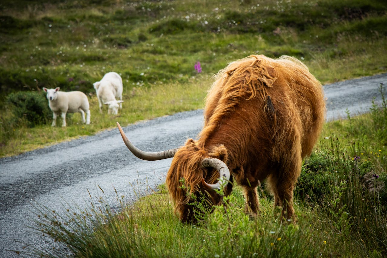 Why Highland Cows Have Become Such a Big Deal All of a Sudden