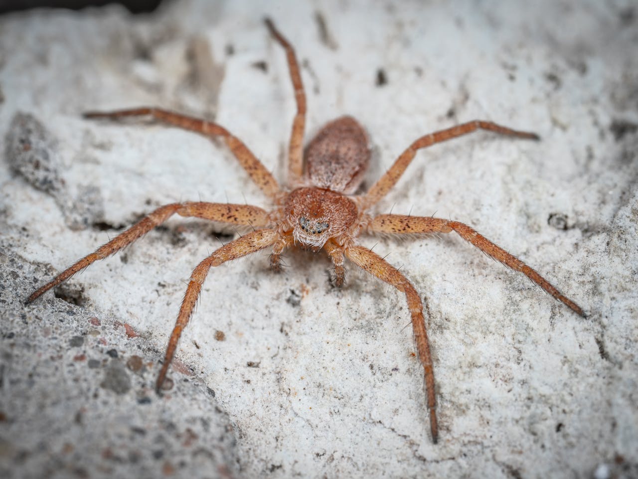 7 Brown Recluse Myths That Keep Spreading (and Where They Actually Live)