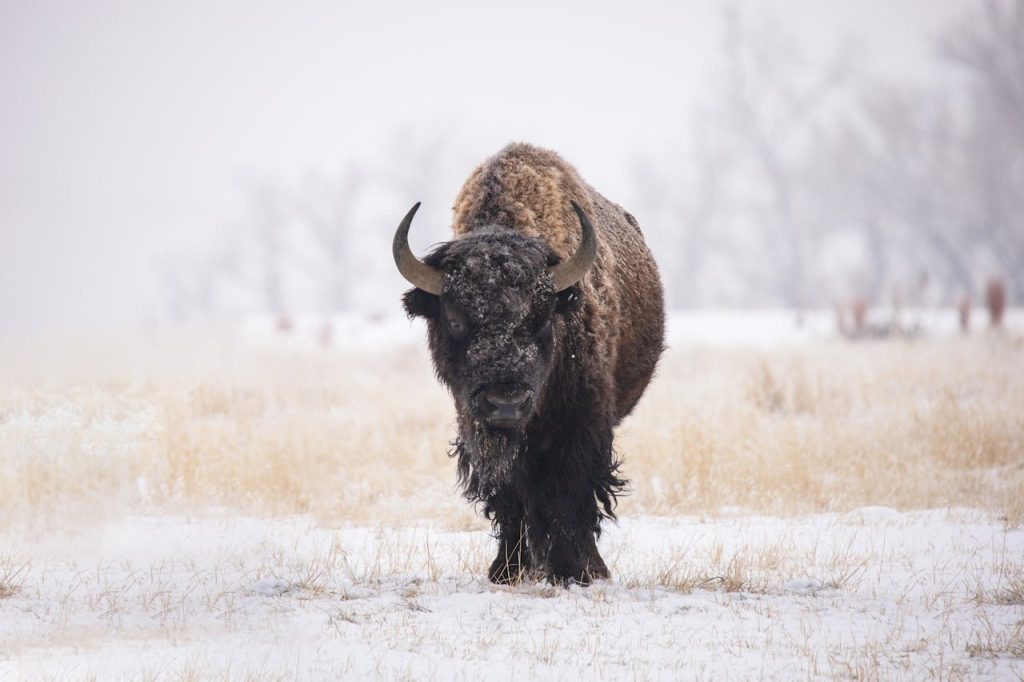 bison winter grassland sunrise
