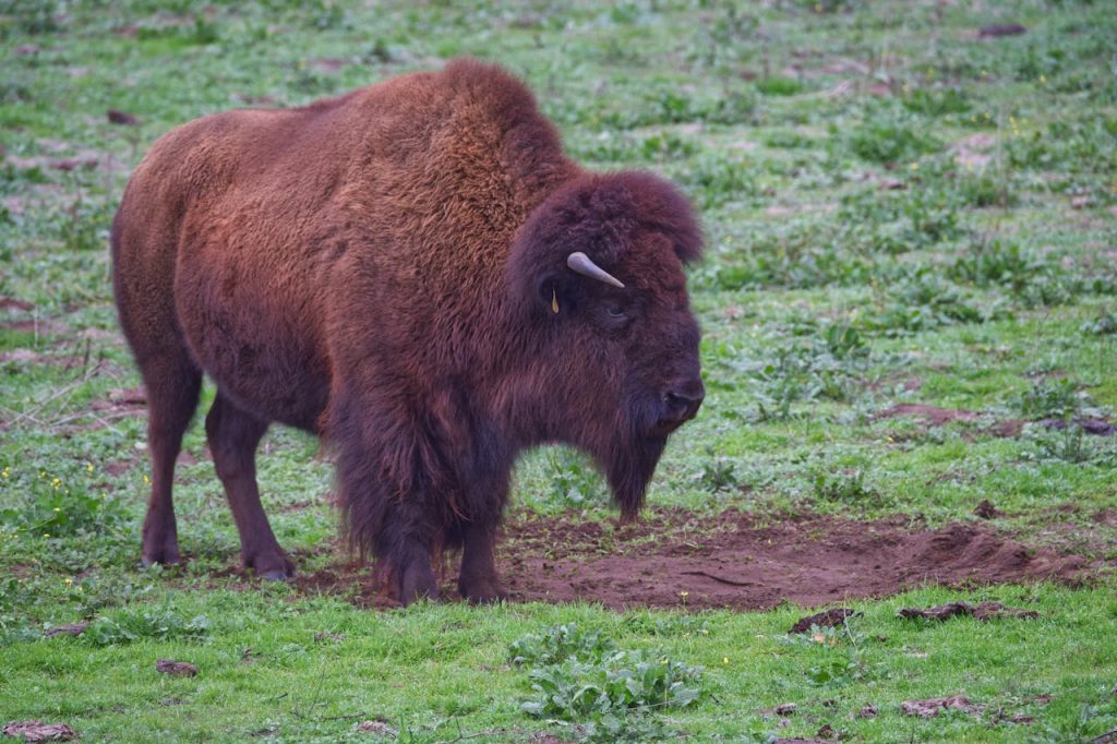 bison wildlife close up field