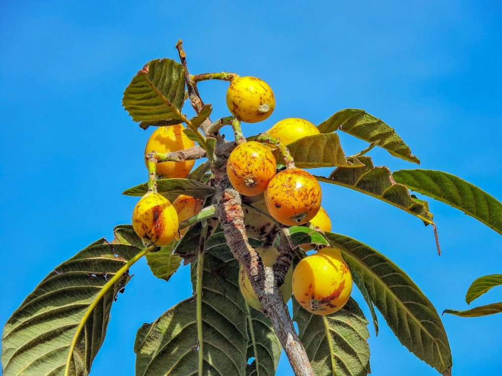 loquat fruit on tree