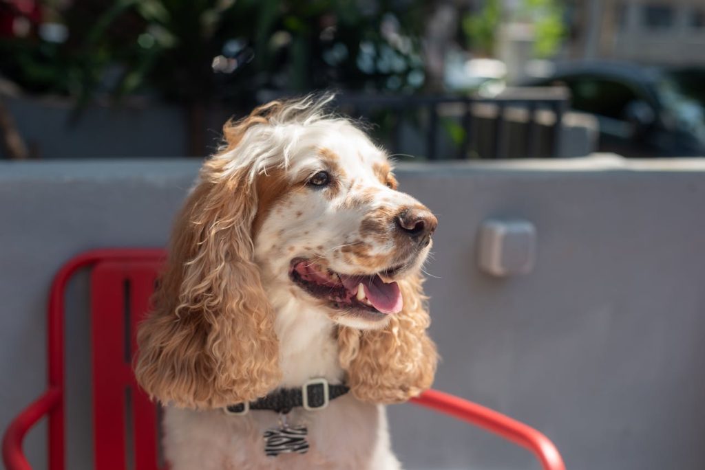cocker spaniel with children backyard