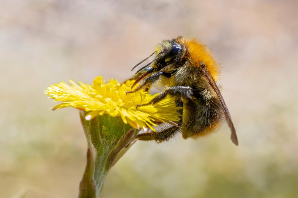 bee