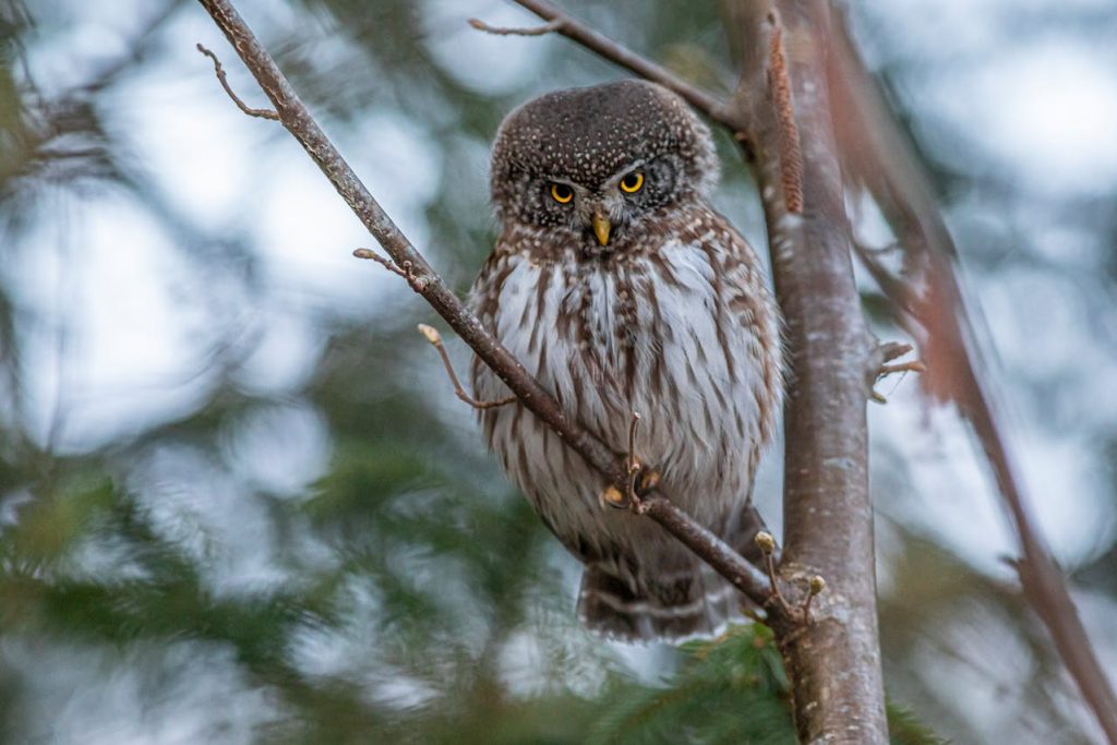 owl night branch