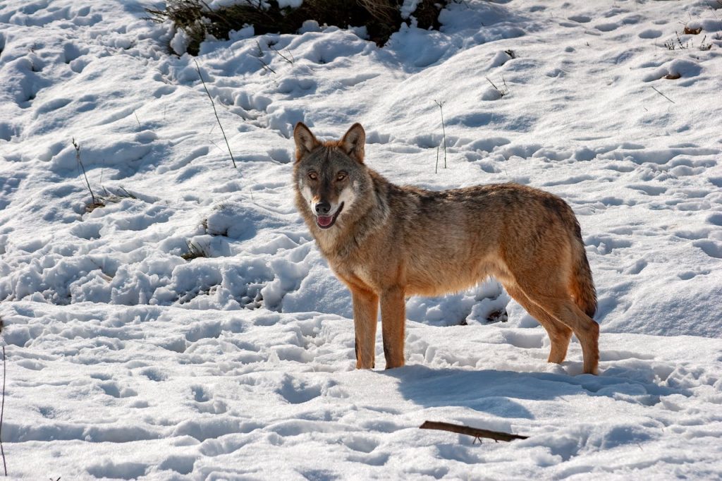 gray wolf pack walking in snow