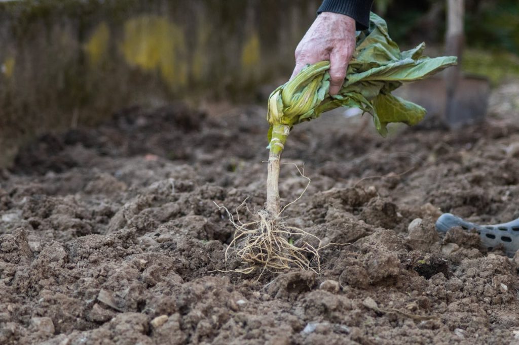 pulling weeds garden hands