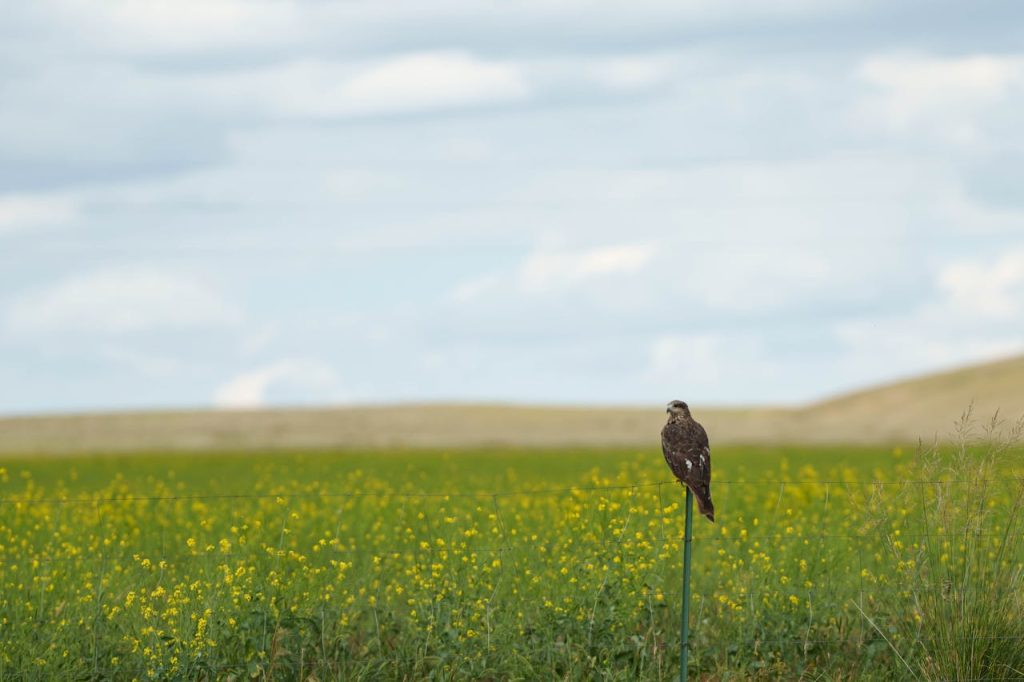 hawk perched fence post watching