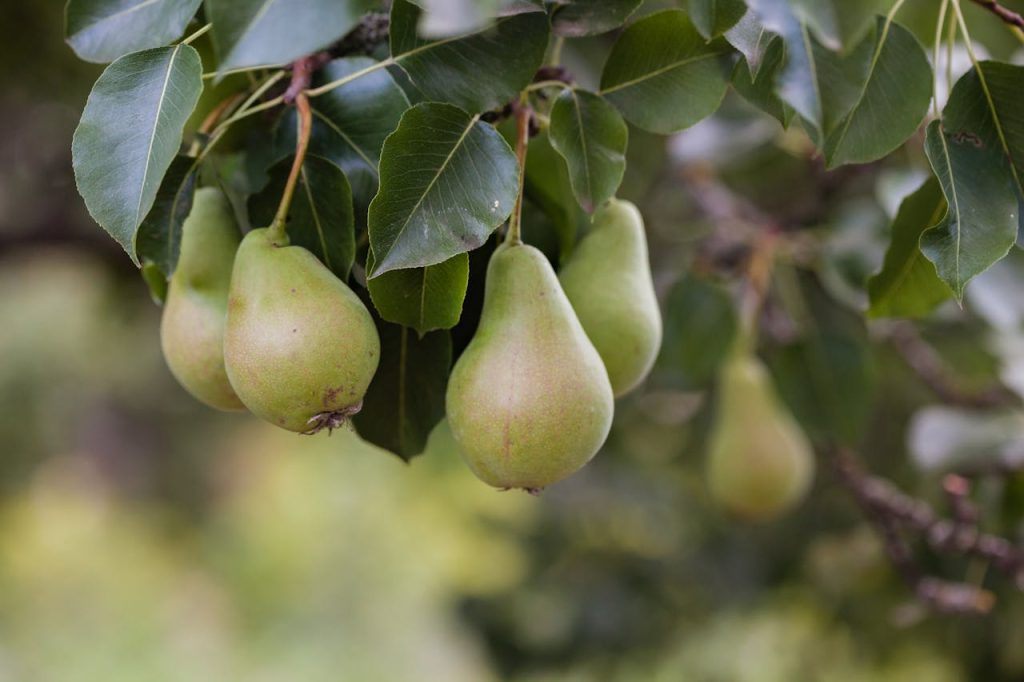 pears growing on tree branch