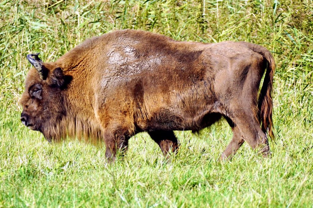 Bison