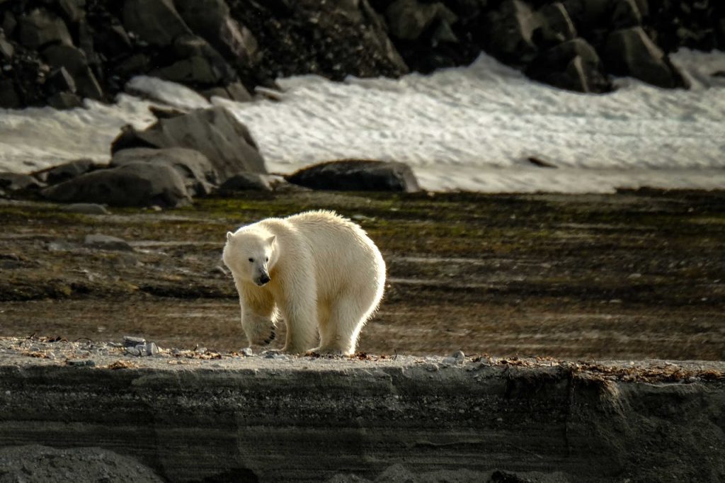polar bear sea ice wide shot