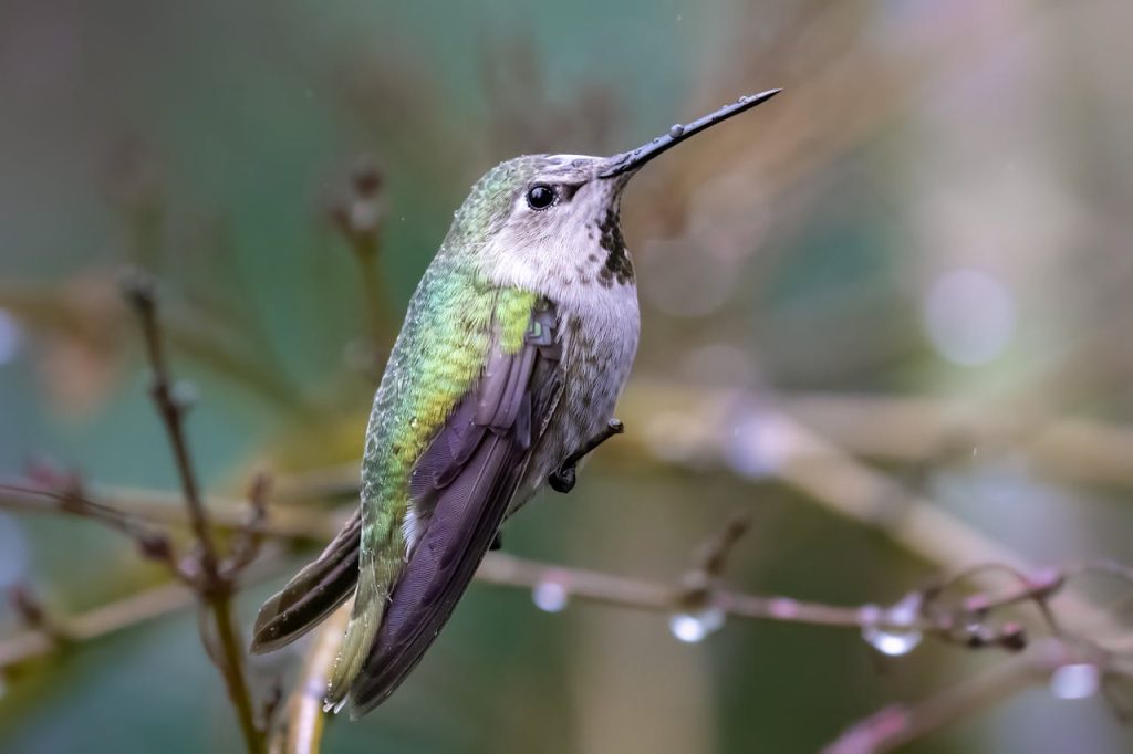 hummingbird perched on branch close up