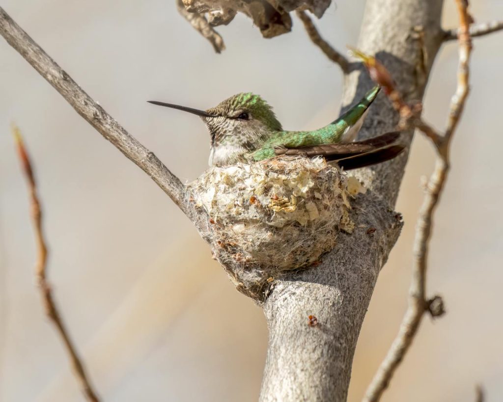 Hu in nestmmingbird