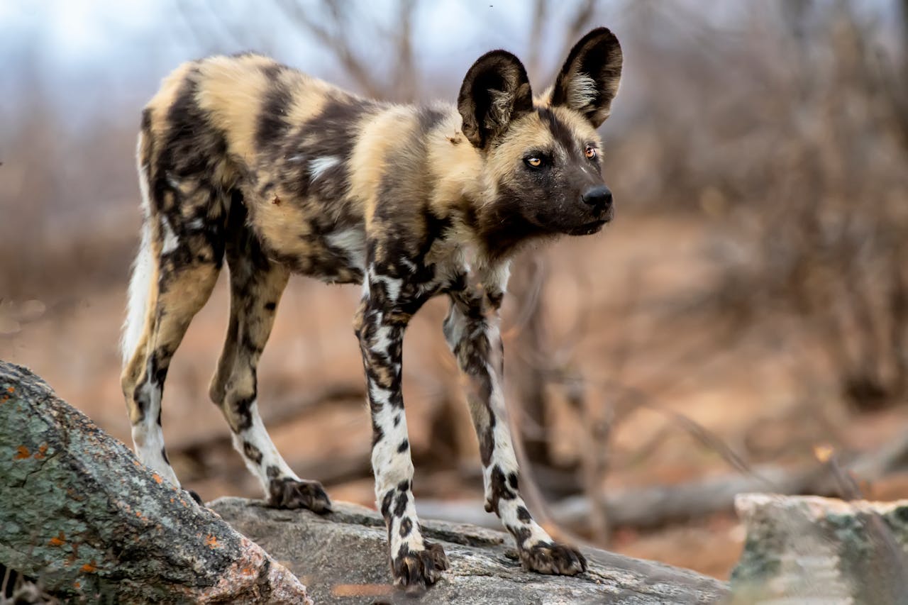 African Wild Dogs