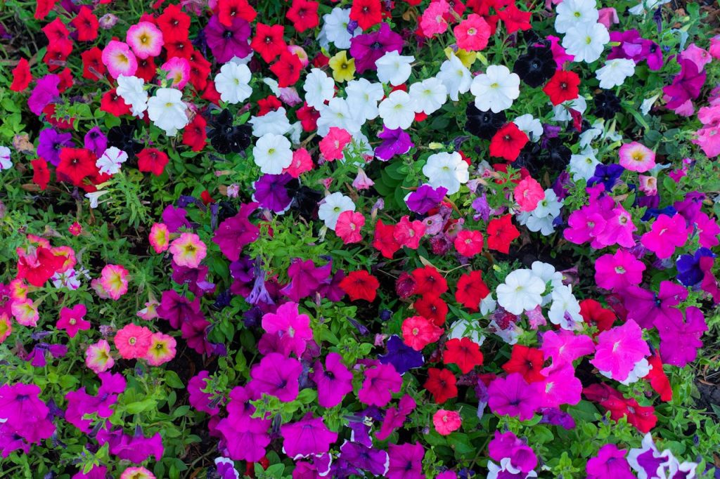 mixed petunia flowers