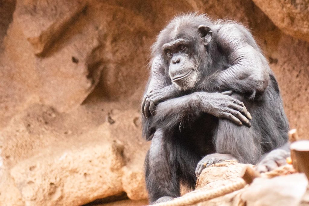 chimpanzee thinking