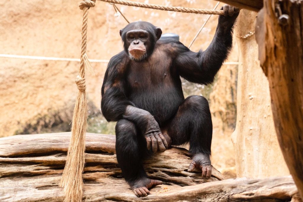 chimp enrichment