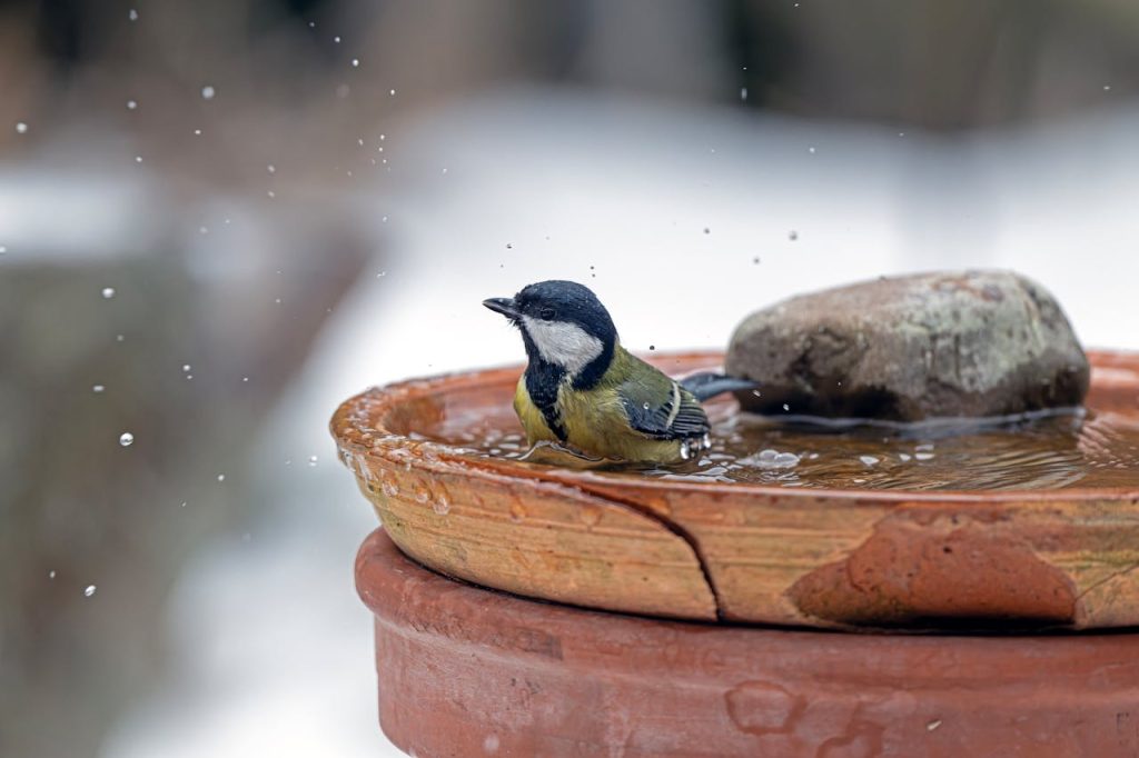 winter bird bath songbirds shallow water