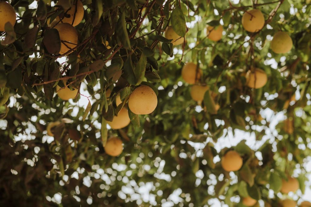 Grapefruit Tree