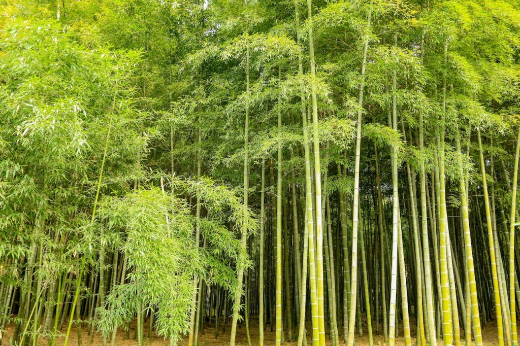 clumping bamboo fargesia