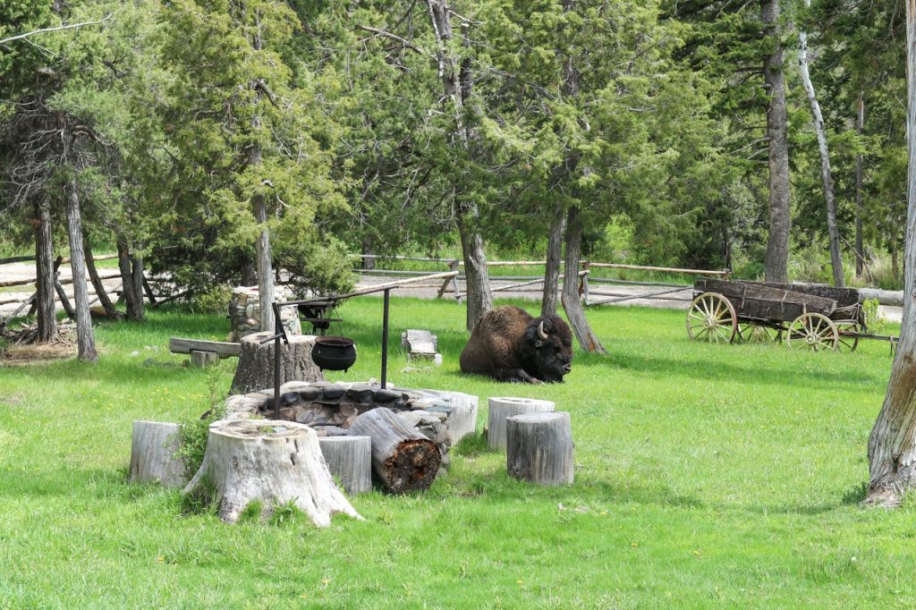 bison in yellowstone with tourists