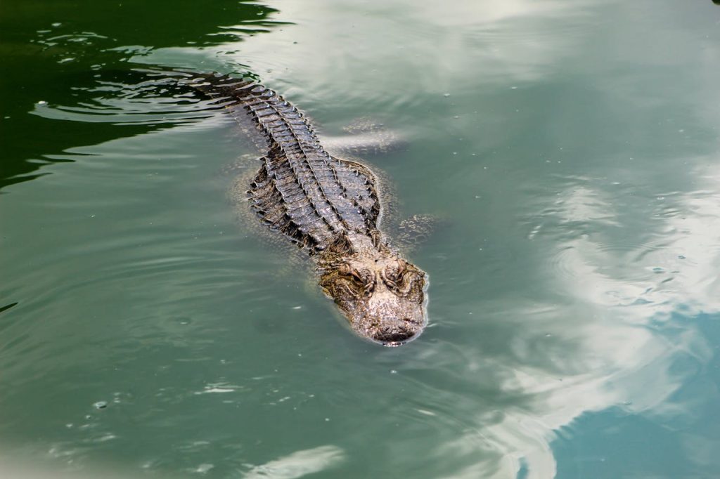 alligator close up water