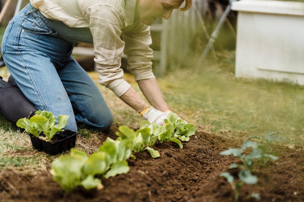 vegetable seedlings and mature plants