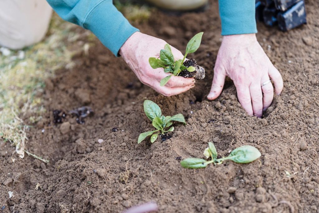hand scattering seeds in soil