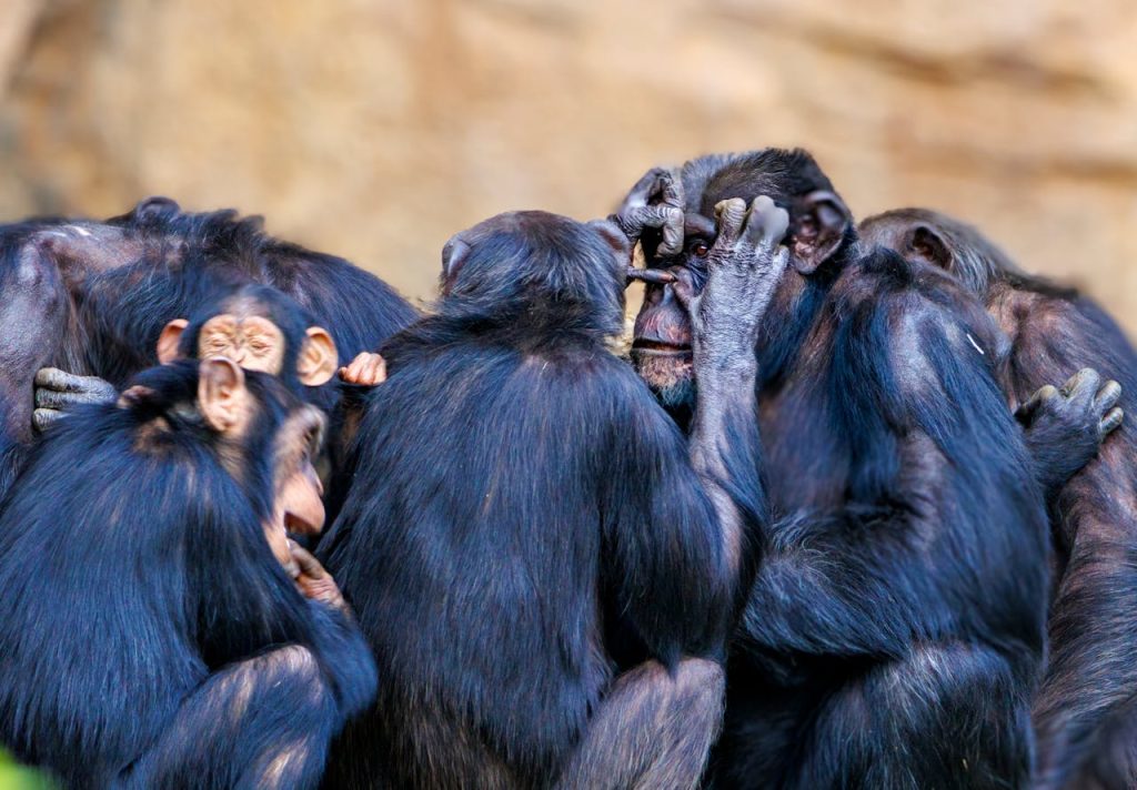 chimpanzee family group