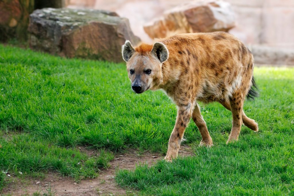 spotted hyena close up
