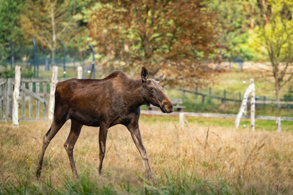 cow elk calf Yellowstone