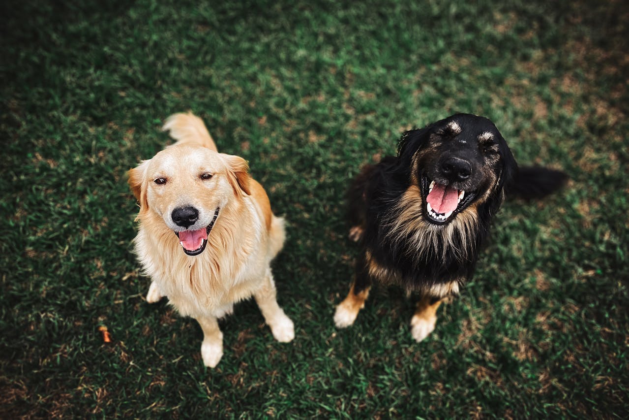 Psychologists Say 9 Dog Signals Get Misread and It Backfires