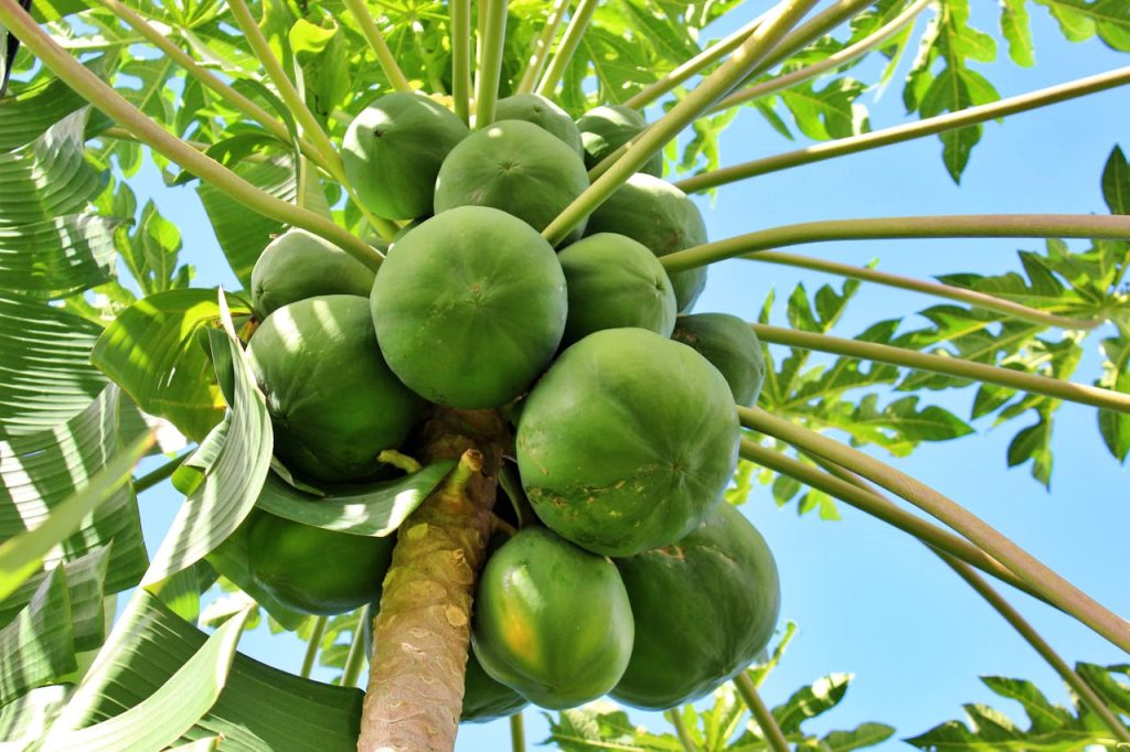 pawpaw fruit on tree