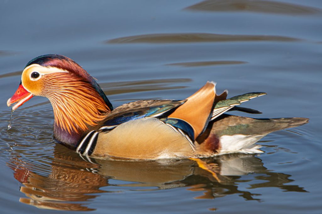 mandarin duck colorful