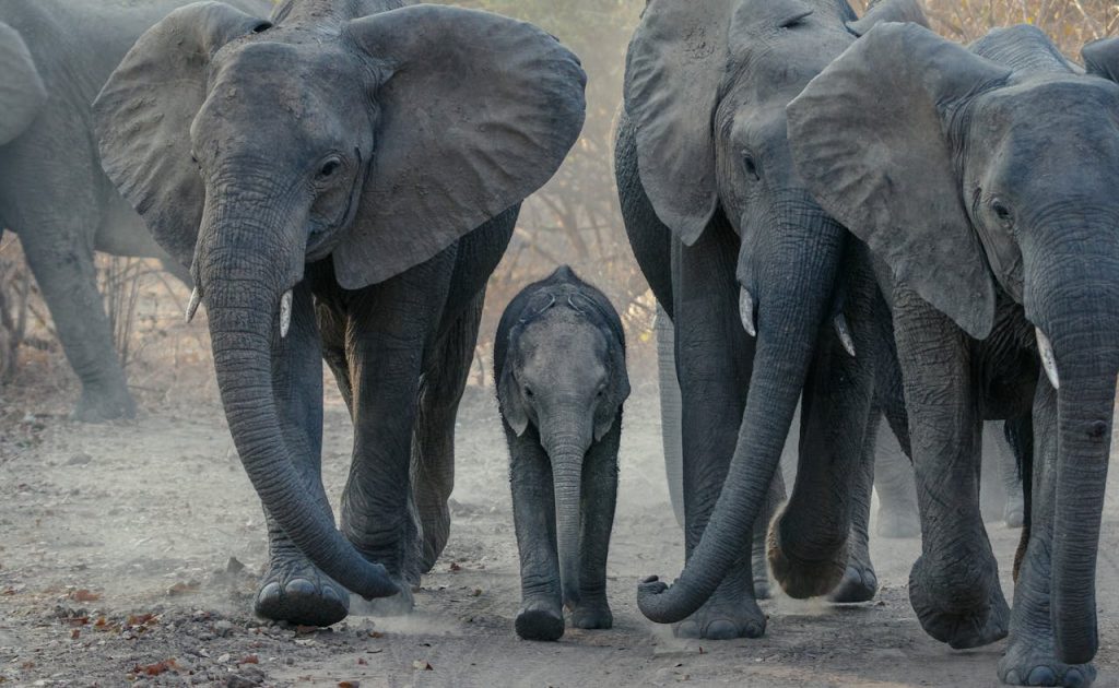 elephant family trunk touching