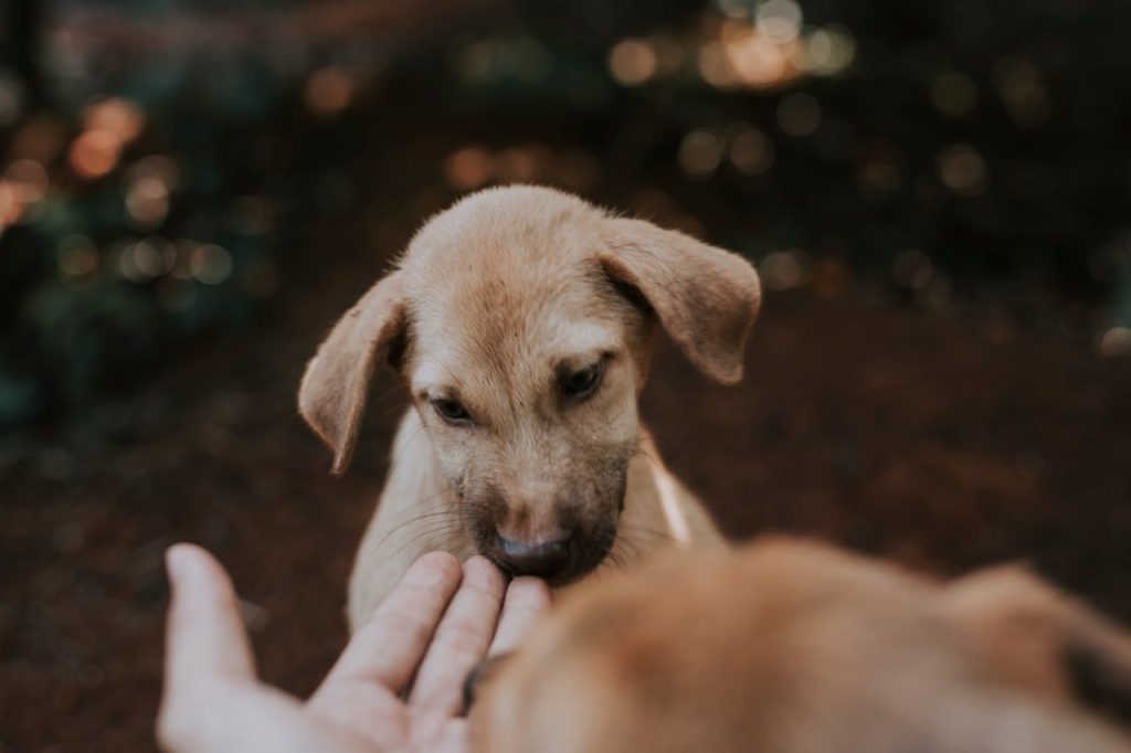 dog sniffing human hand