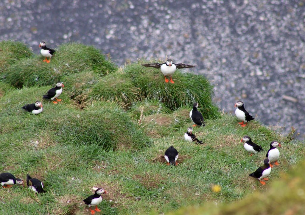 least tern black skimmer nesting colony beach