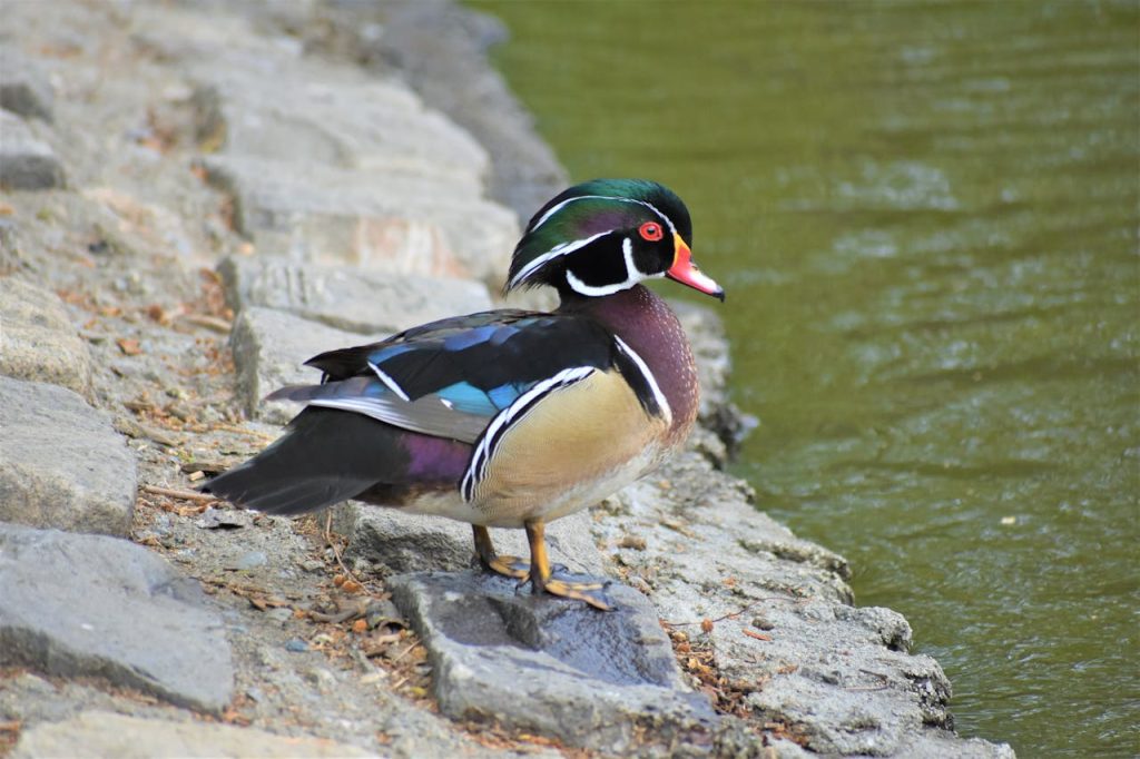 wood duck Aix sponsa male