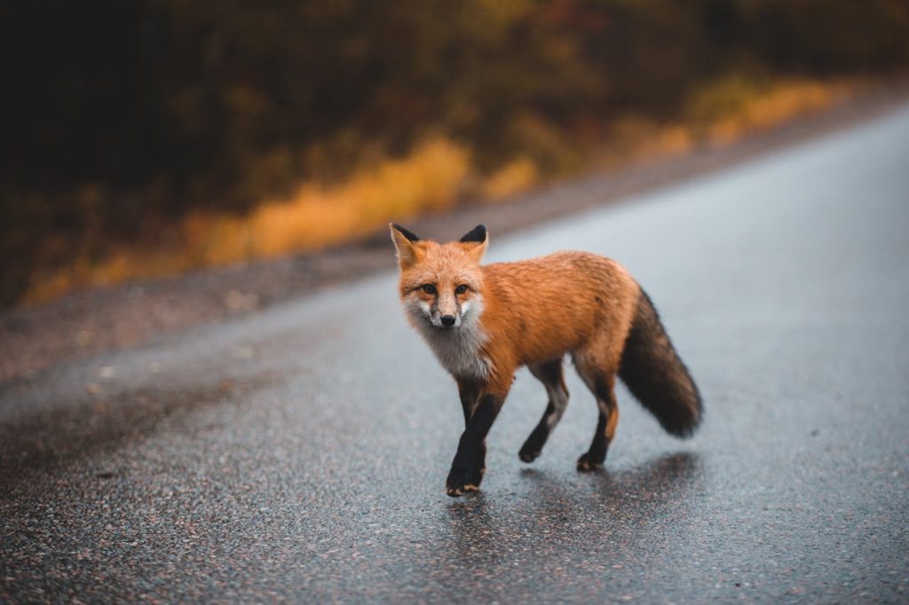 red fox