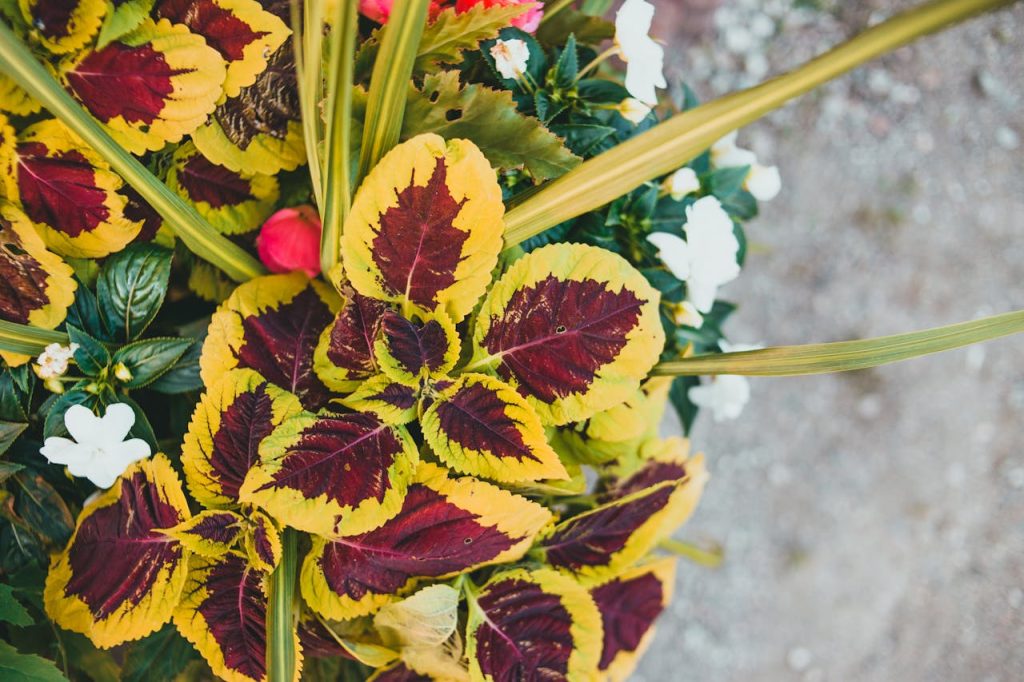 coleus leaf pattern close up