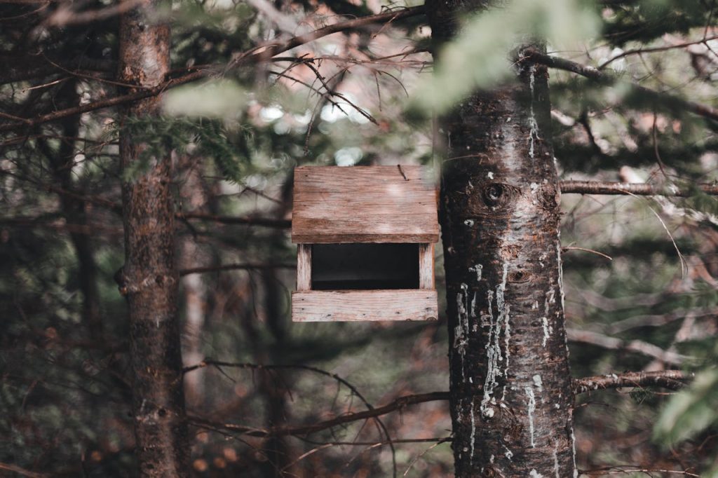 backyard bird feeder near tree house
