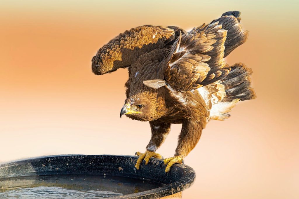 wildlife conservation eagle closeup