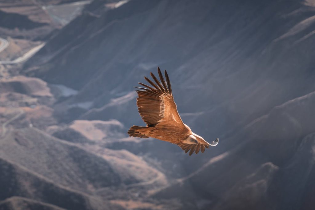 bird flying over desert canyon