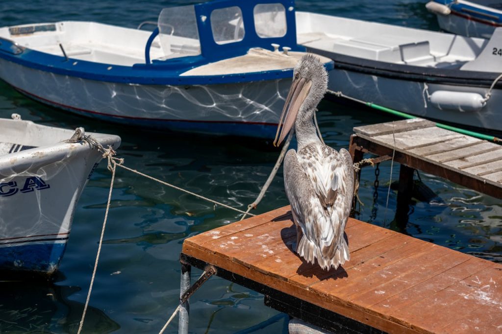 pelican fishing line entanglement pier