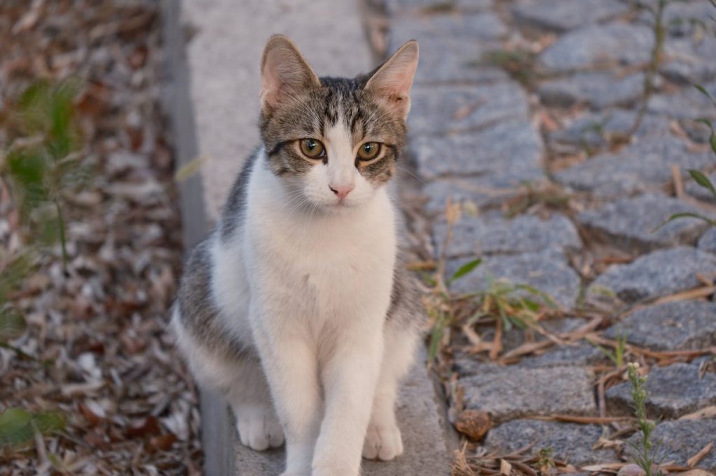 free roaming cat outdoors