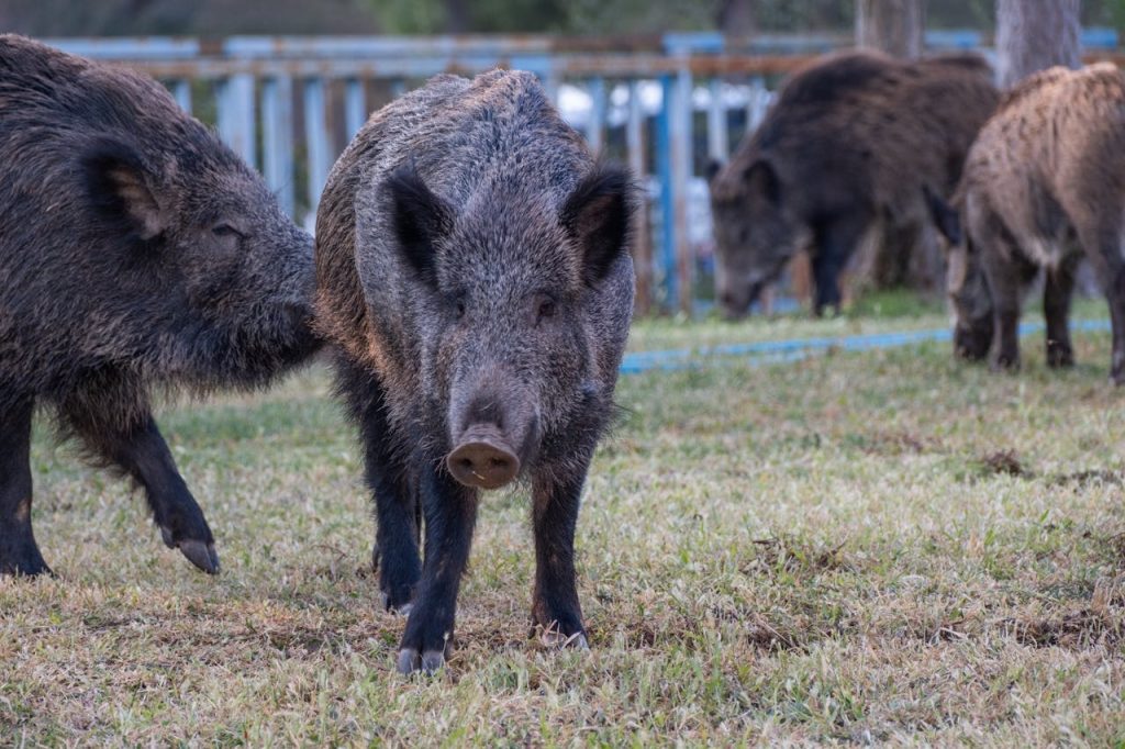 group of  Wild Pig