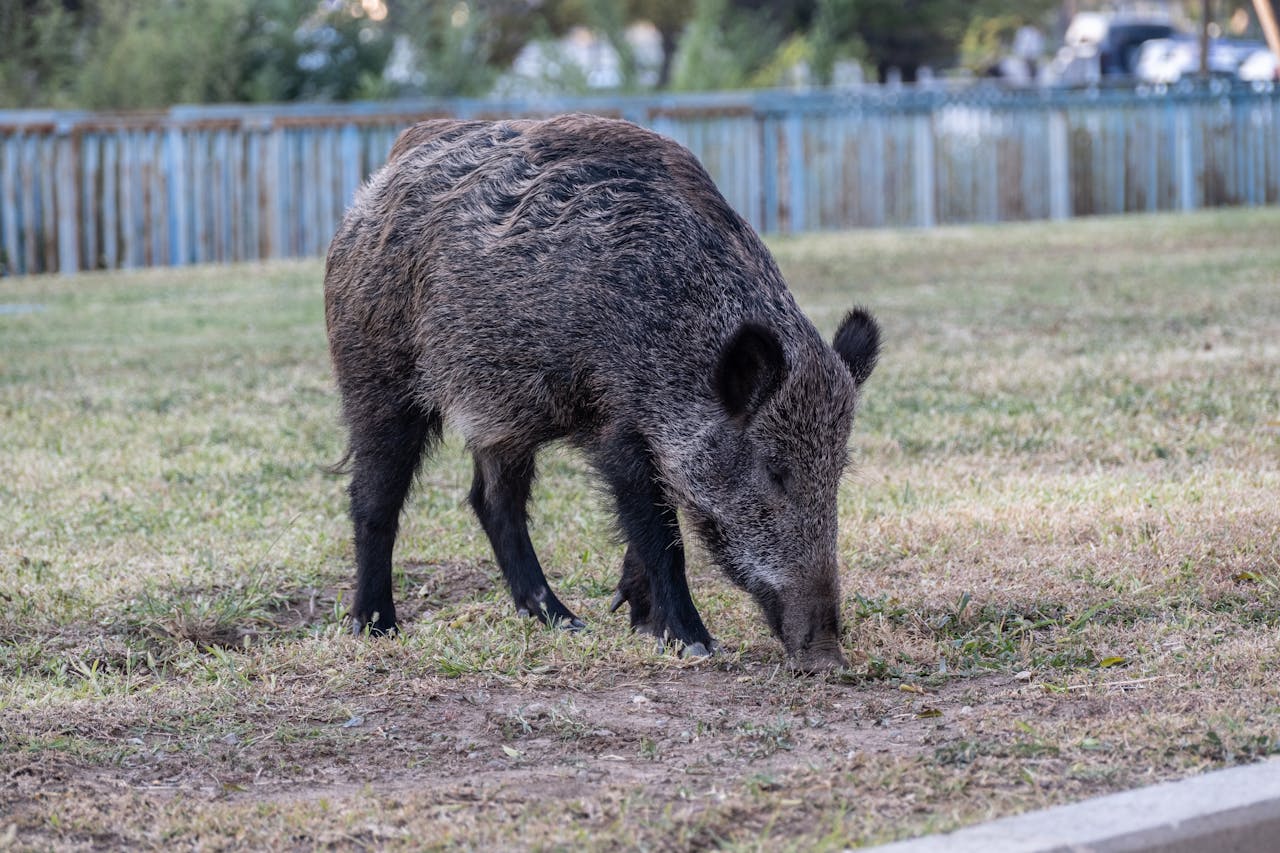 wild boar soil disturbance wide shot